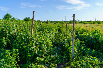 field of green plants with a few wooden posts in the middle
