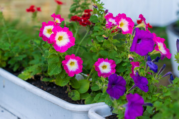 A white pot with a bunch of pink and purple flowers