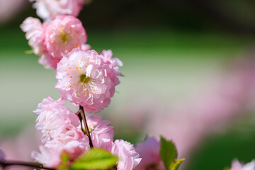 Pink flowers with green leaves on a tree branch