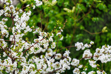 A tree with white flowers is surrounded by green leaves