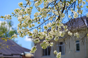 A tree with white flowers is in front of a house