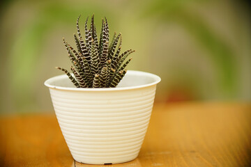 Beautiful decoration Plant in small pot. Green plant in small pot placed as room decorations and...