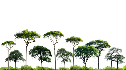 Obraz premium Life jungle trees cutout on transparent backgrounds 3d rendering png
