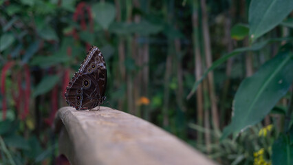 Mystical Owl Butterfly in Natural Habitat
