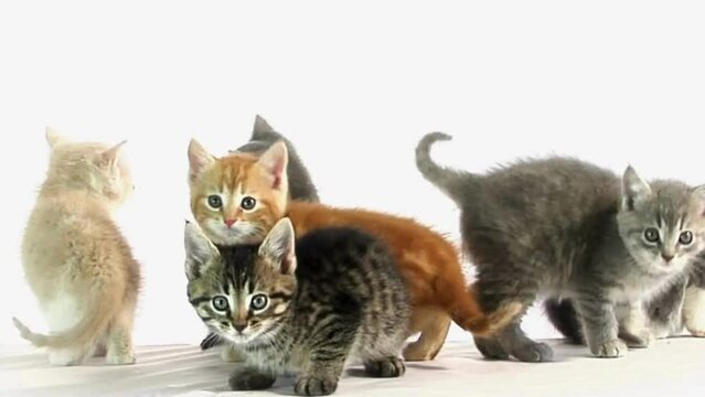 A group of kittens looking around, A group of kittens on white floor with white background, cat and mouse, cat, cat and kitten