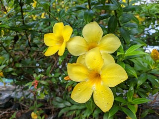 Allamanda Cathartica flower in the morning