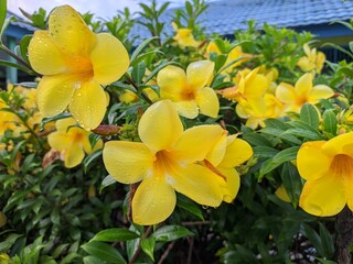 Allamanda Cathartica flower in the morning