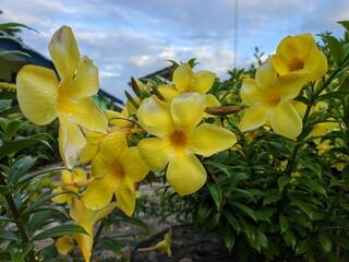 Allamanda Cathartica flower in the morning