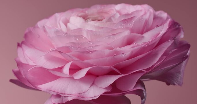 close up of beautiful pink rotating rose with water drops macro on pink background. persian buttercup or Ranunculus flower