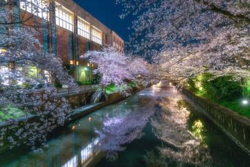Fototapeta na wymiar 土浦市新川の満開の桜