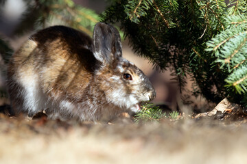 Brown Snowshoe hare is eating a fir branch in the garden.