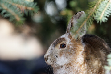 Portrait of Snowshoe hare in brown fur under the fir tree.