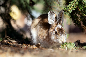 Fototapeta premium Brown Snowshoe hare is eating a fir branch in the garden.