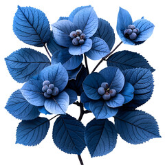  A photorealistic image of fresh salal berries, their dark blue, almost black appearance, isolated on a Transparent background, PNG Cutout