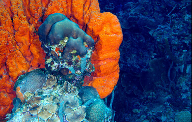 A Bonaire orange sponge with coral in the middle