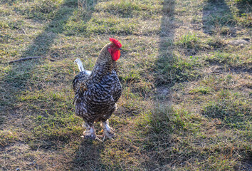 Rooster with regal posture and intricate feather patterns, standing confidently on a lush field of grass at soft golden sunlight illuminates