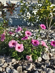 pink flowers in a garden
