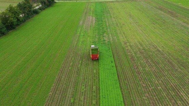 Harvester harvests mint or green spices. A field of mint, lemon balm, oregano or basil is being harvested. Agriculture machinery chops herbs in a green agricultural field. Drone flight.