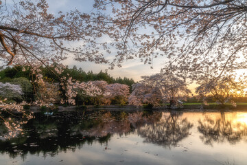 茨城県水戸市　桜満開の清水沼の夕暮れ