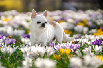 Pies rasy chihuahua stoi między kwitnącymi krokusami - obrazy, fototapety, plakaty