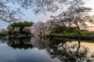 茨城県水戸市　桜満開の清水沼の夕暮れ