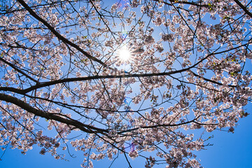 桜と木漏れ日