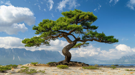 A majestic pine tree stands alone with a dramatic mountain range and cloudy sky in the background.