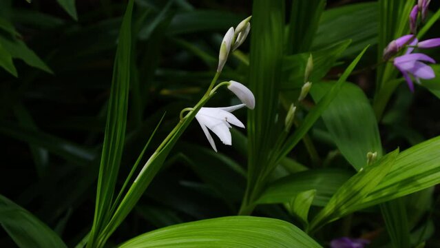 優しい春風に揺れるランの花