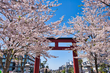 鶴岡八幡宮の参道の桜