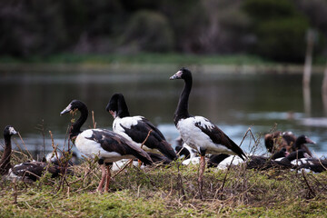 Magpie Goose (Anseranas semipalmata) Birds in a colony in Australia