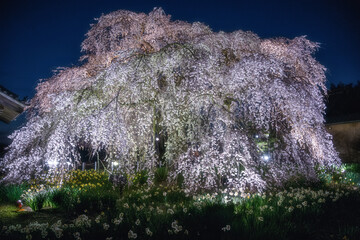 茨城県水戸市　安国寺の夜桜ライトアップ