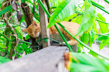 Cat sleeping in the fence