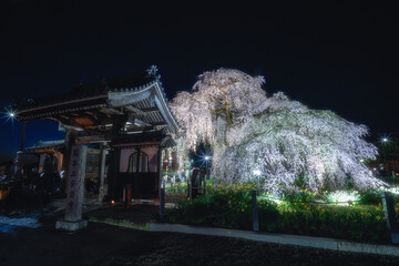 茨城県水戸市　安国寺の夜桜ライトアップ