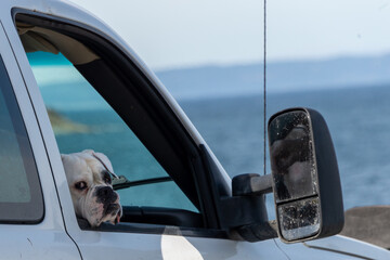 A female British bulldog sitting in a white truck. The stocky dog has white fur with a black spot over its eye. The cute pedigree puppy is wearing a pink collar looking forward and is happy. 