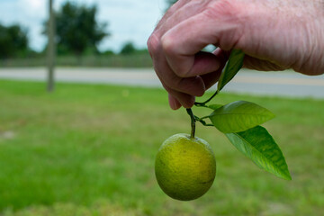 An organic unripe orange hangs attached to multiple green leaves.  The round tropical fresh fruit has both bitter and sour flavors. The background is vibrant green grass. 