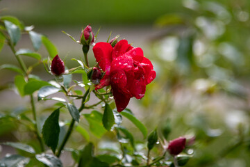 A closeup of a delicate vibrant crimson red rose growing on a creeping vine covered with raindrops. The flowering plant has sharp thorns, colorful deep red buds, and lush green waxy leaves. 