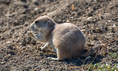 prairie dog eating grass
