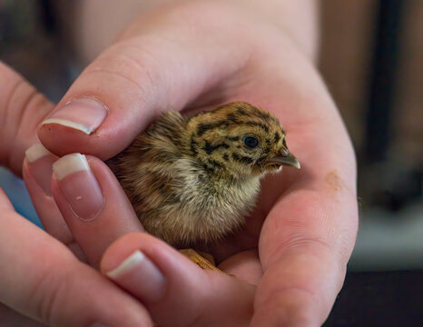 Gray partridge chick in a hand 