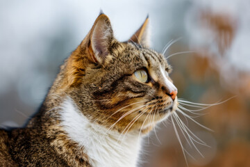 Cat Portrait in the Wild