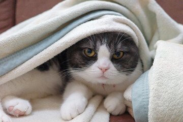 毛布にくるまった猫