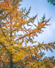 Tree in autumn with orange and yellow leaves