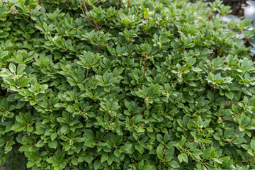 green leaves background