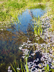 桜の花びらが浮かぶ春の水たまり