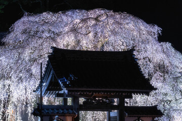 茨城県水戸市　安国寺の夜桜ライトアップ