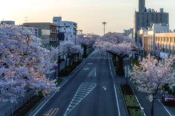 茨城県日立市　平和通りの満開の桜並木