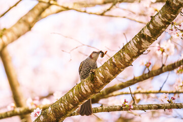 桜に集まるハチを捕食したヒヨドリ