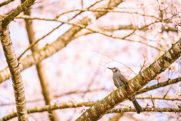 満開の桜の枝に留まるヒヨドリ