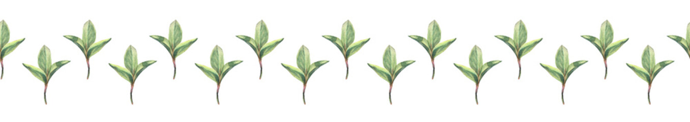 Seamless rim with watercolor tree alder on white background. Hand-drawn green bush with leaves and buds. Nature branch for invite card, wedding celebration and sticker. Border for wallpaper wrapping