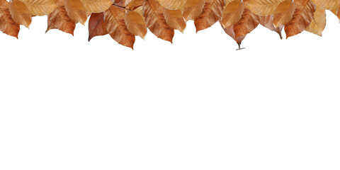Natural of Tropical brown dry leaf in autumn season isolated on white background, corner border leaves