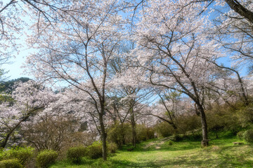 Fototapeta na wymiar 福島県矢祭町　桜咲く矢祭山公園と水郡線